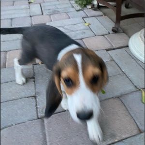 Meet your Posher, Sebastian